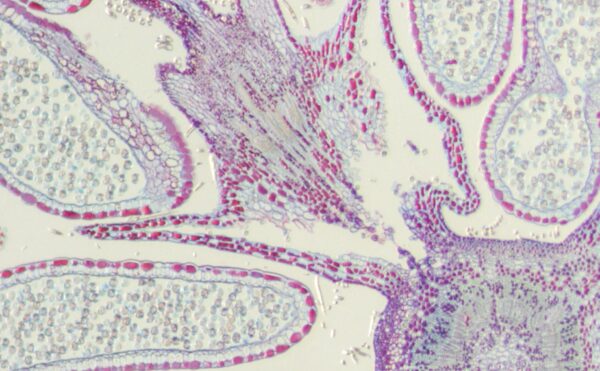 Stemi 508 – Image 4