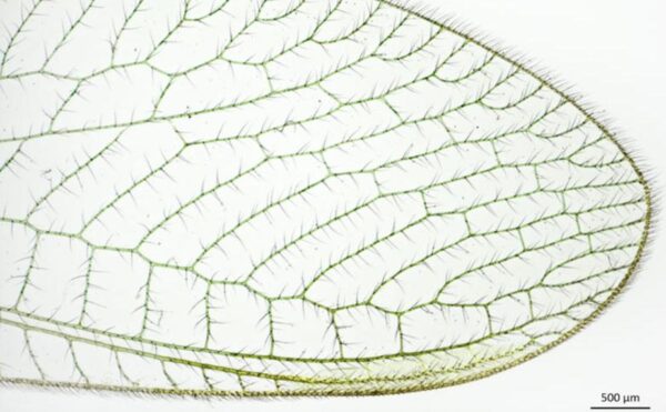 Stemi 305 – Image 5