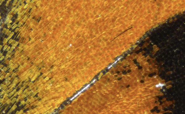Stemi 305 – Image 4
